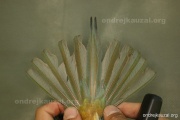 CZEP19-223 d