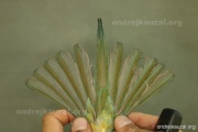 CZEP19-225 d