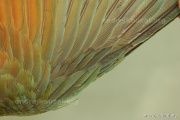 CZEP19-226 e1