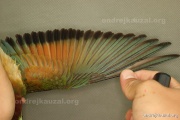 CZEP19-253 c