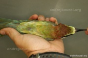 CZEP19-264 z