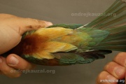 CZEP20-167 z