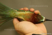 CZEP20-215 z