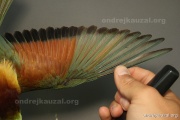 CZEP20-227 c