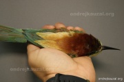 CZEP20-229 z