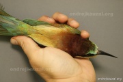 CZEP20-231 z