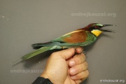 CZEP20-232 a