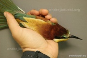 CZEP20-235 z