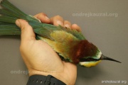CZEP20-236 z