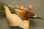 CZEP20-237 z