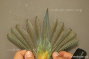 CZEP20-262 d