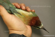 CZEP20-264 z