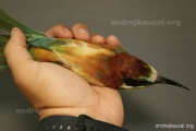 CZEP20-298 z
