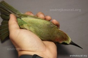CZEP20-315 z