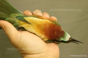 CZEP21-221 z