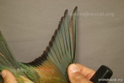 CZEP21-228 y