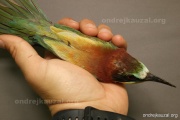 CZEP21-228 z