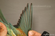 CZEP21-229 y
