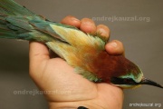 CZEP21-229 z