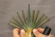 CZEP21-238 d