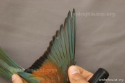 CZEP21-238 y