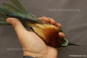 CZEP21-239 z