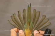 CZEP21-240 d