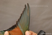 CZEP21-240 y
