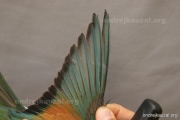 CZEP21-242 y