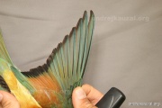 CZEP21-270 y
