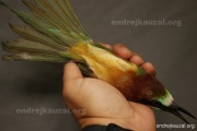 CZEP21-271 z