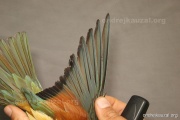 CZEP21-272 y