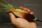 CZEP21-272 z