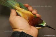 CZEP21-274 z
