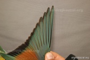 CZEP21-291 y