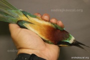 CZEP21-291 z