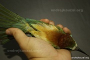 CZEP21-294 z