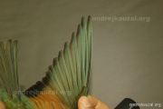 CZEP21-298 y