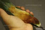 CZEP21-303 z