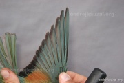 CZEP21-319 y
