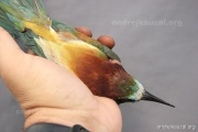 CZEP21-319 z