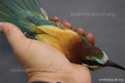 CZEP21-321 z