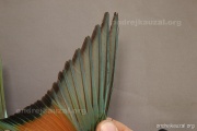 CZEP21-326 y