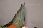 CZEP21-327 y