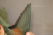 CZEP21-328 y