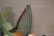 CZEP21-329 y