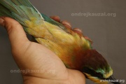 CZEP21-329 z
