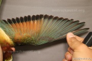 CZEP21-341 c