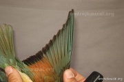 CZEP21-341 y