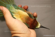 CZEP21-341 z